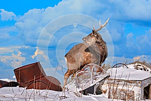 Hokkaido sika deer in rubbish garbage dump, Cervus nippon yesoensis, on snowy meadow, winter mountains in the background. Animal