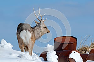 Hokkaido sika deer with rubbish steel metal barrel. Animal with antler in urban dump site, winter scene, Hokkaido, wildlife nature