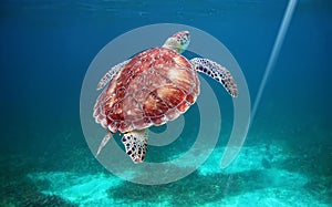 Hol Chan national park, Belize, scuba diving