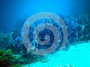 Hol Chan national park in Belize scuba diving