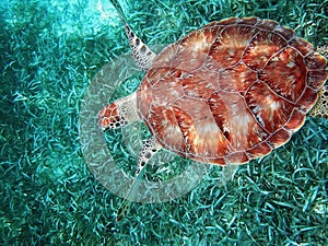 Hol Chan national park in Belize scuba diving