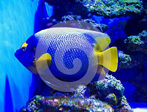 Holacanthus ciliaris. Queen Angelfish. exotic fish