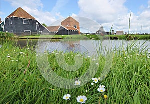 Holand Flowers and Windmills