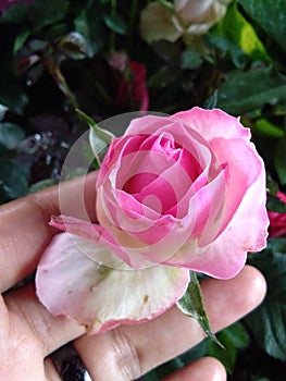 Holand rose flower photo