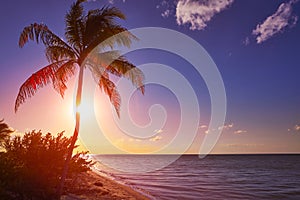 Holbox beach sunset palm tree Mexico