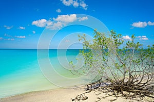 Holbox Island beach mangroove in Mexico