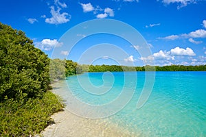 Holbox Island beach mangroove in Mexico photo