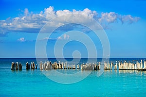 Holbox island beach in Mexico sea birds
