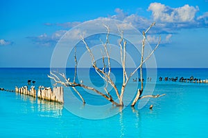 Holbox island beach in Mexico sea birds