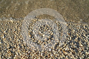 Holbox island beach shells sand texture