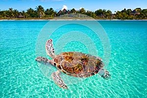 Holbox Island turtle photomount in Mexico photo