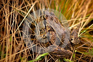 Holbrooke`s shovellegs are a species of tailless amphibians. The specific name is given in honor of the American zoologist John Ed