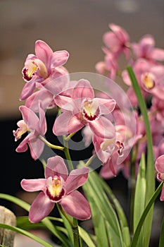 Holcoglossum orchid