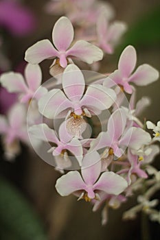 Holcoglossum orchid