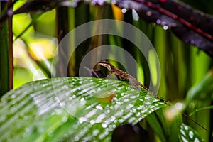 Holcosus festivus, Central American whiptail lizard