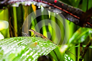 Holcosus festivus, Central American whiptail lizard