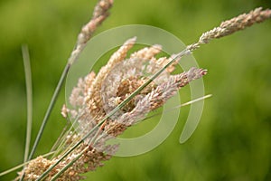 Holcus lanatus - detail of wild plant in green meadow with blurred background