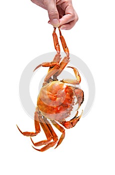 Hold a cooked Chinese hairy crab isolated on white