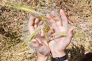 Hold ears of wheat in hands. Farmer's hands holding harvest