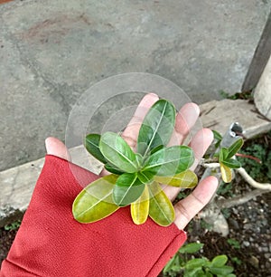 Flower in my hand