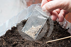 Hold package with seeds for planting seedlings. farmer plant vegetables plants