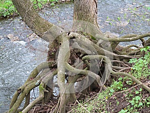 Hold tight - roots of tree