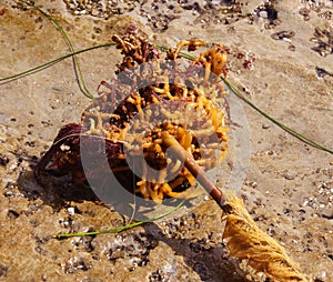 Holdfast of Bull Kelp