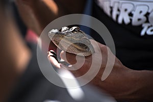 Holding an alligator on a swamp boat tour of the Bayous outside of New Orleans in Louisiana USA