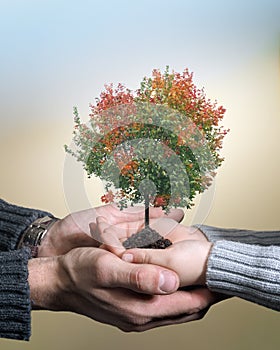 Holding autumn maple tree in his hands. Hands, male and child. The concept of environment, climate change and greening the planet