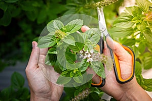 Holding a basil plant. Woman with plant scissors. Caring for plants