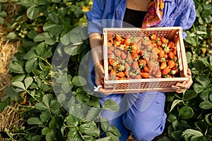 Holding basket full of freshly picked up strawberry