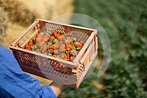 Holding basket full of freshly picked up strawberry