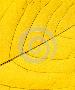 Holding big yellow leaf