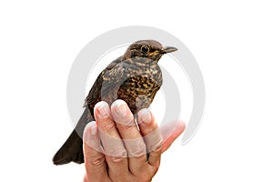 Holding a bird