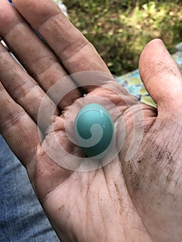 Holding bird egg found in garden