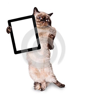 Ð¡at holding a blank tablet