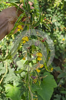 Holding Branch of Pigeon Peas and Blossom
