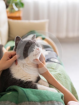 Holding a british shorthair cat in his arms