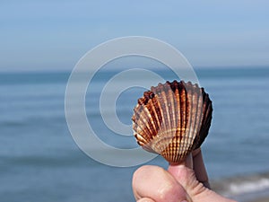 Holding a brown seashell in the hand with blue sea background