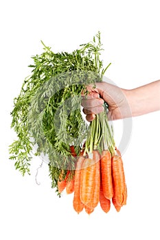 Holding a bunch of carrots