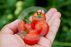 Holding a bunch of ripe red cherry tomatoes