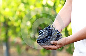 Holding bunches of fresh ripe juicy grapes in vineyard