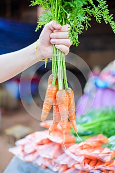 Holding bundle of fresh baby carrots, close-up of hand. Bunch of organic baby carrots