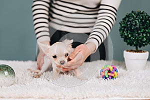 Holding a Chihuahua for studio shooting
