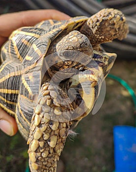Holding Closeup of Tortoises are reptile species of the family Testudinidae of the order Testudines photo
