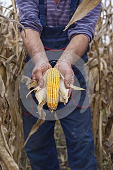 Holding corn maize ear