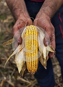 Holding corn maize ear