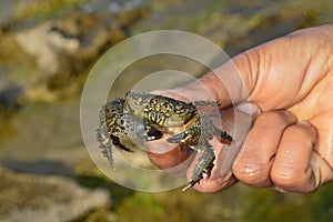 Holding A Crab