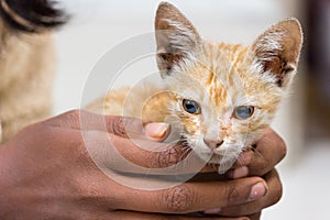 Possesso Carino animale domestico gatto mani 