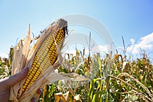 holding ear of corn